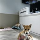 고양시 동물보호센터 | [봉사일기] 고양시 동물 보호센터 자원봉사 후기