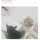 댕댕이와냥이 이미지