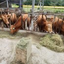 내동목장 이미지