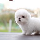 맹구와 땡칠이 이미지