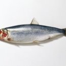 청어 이미지