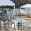 시온이불 이미지