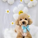 쁘니애견 이미지