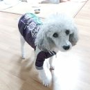 뽐내시개 이미지