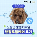 플러스동물병원 | 해운대노령견동물병원, 노령견 중증치주염 덴탈토탈케어 후기