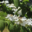 1556 | 철령 높은 봉에 : 백사(白沙) 이항복(李恒福 1556~1618)