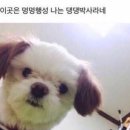 댕댕박사