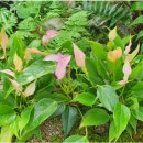 곰배령 벨리 이미지