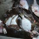 “이제 회도 못 먹겠다” 싼 맛에 먹던 ‘넙치’의 배신…순식간에 ‘금값’된 국민 생선 이미지