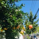 온누리한라약국 이미지