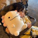 단지PC | 제주 아기랑 우진해장국 윌라라 유채꽃단지 아쿠아플라넷 완벽 가이드