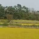 서수면사무소 이미지