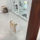 봄이네 애견 이미지