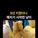 살이 터져서 솜이 빠져나온 고양이 인형 이미지