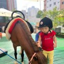 🎠작은말 학교&#34;승마체험&#34;🎠 이미지