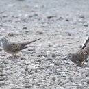 Zebra Dove..필리핀 보홀에서... 이미지