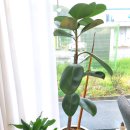 카페 라자르 이미지