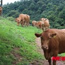 홍성한우 이미지