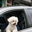 슈슈퍼피 이미지