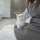 멍냥스타 강아지분양 고양이분양 이미지