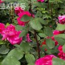 호텔 코지 명동 이미지