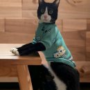 강아지 지니 이미지