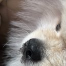 반딧불 동물병원 이미지