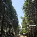 팔영산편백치유의숲주차장1 | 전남 고흥 여행 팔영산 자연휴양림 치유의 숲에서 즐긴 편백나무 숲 힐링 프로그램