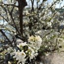 옥천 염소맛집 이미지