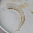 바다웽이