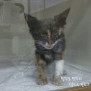 이플동물병원 이미지