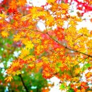 글라스밤 이미지