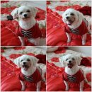 대전고오거리 이미지