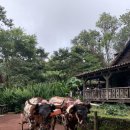 (코스타리카) la Paz waterfall gardens 산호세 근교, 아이들과 갈만 한 곳