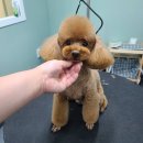 배츄네펫살롱 이미지