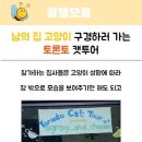 토론토 캣 이미지