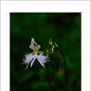 들꽃풍경 이미지