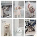 반려동물미용실 포송 | 갈산동애견미용으로 딱! 원반려동물미용실 다녀온 활기찬 후기