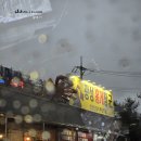속초 무한 홍게 맛집 "광성홍게장군" 수족관에서 바로 쪄주는 집