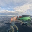 더마르한 | 필리핀 보홀 정어리떼 나팔링 셀프투어 후기 (툭툭기사 추천/고프로 대여 등) 내돈내산