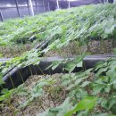 농업회사법인 (주)우리 이미지