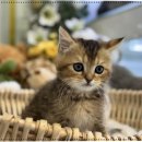 서울고양이분양 묘연 | 서울고양이분양 새로운 입양 후기