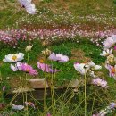 천안원광유치원 이미지