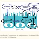 Re 크론병, 장상피 화생.. 비타민 D로 치료할 수 있다!! 이미지