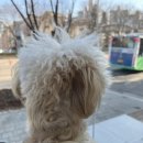 중산동물메디컬센터 이미지