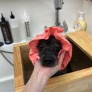 변신해보개 이미지