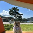 멍멍드림 이미지