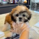 주식회사 도그마루강아지고양이분양전문영남 | 강아지분양 부산강아지분양 고양이분양 도그마루 다양한 품종과 높은 케어 서비스