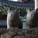 처녀돼지
