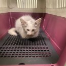 차성동로 이미지